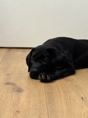 Labrador Welpen 