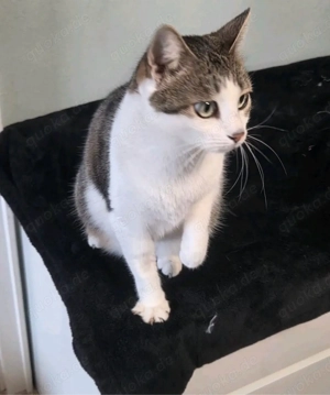 Katzen Dame kylie sucht
