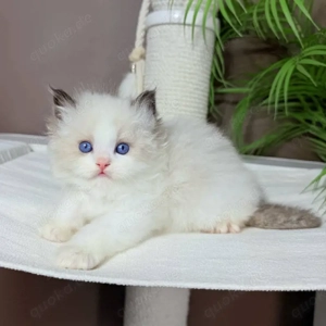 Drei süße perser suchen neuen Dosenöffner