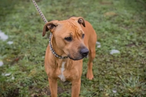 *AKI* - lieb und brav - Anlagehund