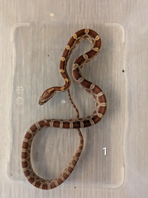 Kornnatter NZ 07 2025 Wildfarben Bild 2