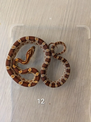 Kornnatter NZ 07 2025 Wildfarben