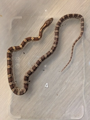 Kornnatter NZ 07 2025 Wildfarben Bild 3