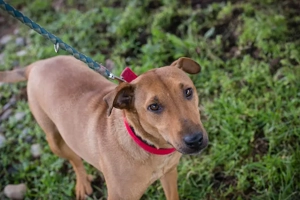 *CHRISTIAN* - Der aufmerksame Junghund fühlt sich zu den Menschen hingezogen