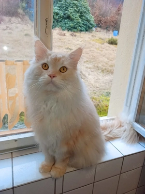 Maine-Coon-Kater sucht liebevolles Einzelzuhause Bild 3