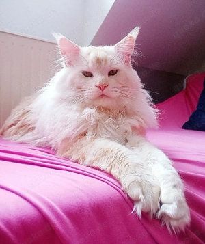 Maine-Coon-Kater sucht liebevolles Einzelzuhause Bild 4
