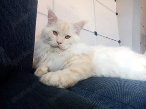 Maine-Coon-Kater sucht liebevolles Einzelzuhause Bild 2