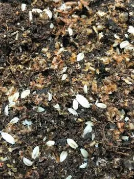 Trichorhina tomentosa weiße Asseln Bodenpolizei