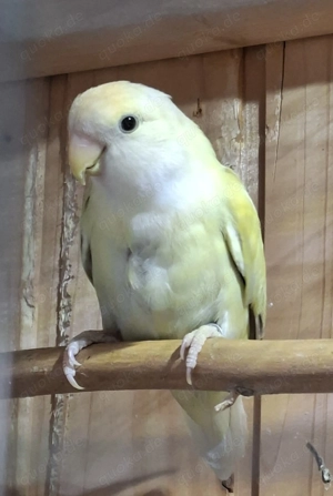 Rosenköpfchen Henne