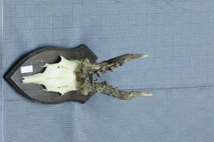 5 x Rehgeweihe, Rehbock, Geweih Bild 3