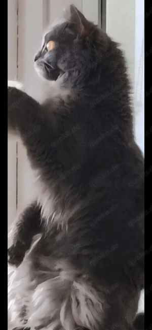 Ragdoll Perserkatze Bild 2