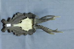 5 x Rehgeweihe, Rehbock, Geweih Bild 2