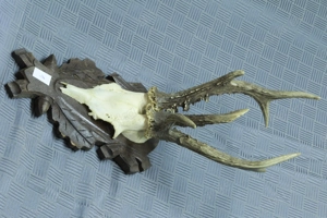 5 x Rehgeweihe, Rehbock, Geweih Bild 4