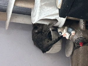 2 weibliche Katzen abzugeben 