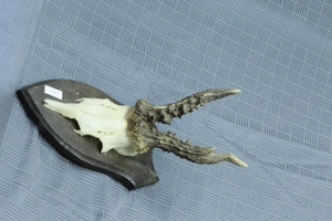 5 x Rehgeweihe, Rehbock, Geweih Bild 5