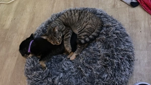 2 weibliche Katzen abzugeben  Bild 2