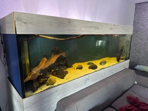 Aquarium xxl   Show   250 x 70 x 70