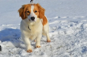 BUFFY, Sheltie Mischling (kastriert) SGB 625,00   Bild 2