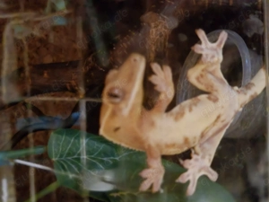 Verkaufe yellow lilly white