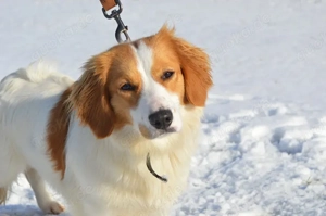 BUFFY, Sheltie Mischling (kastriert) SGB 625,00   Bild 3