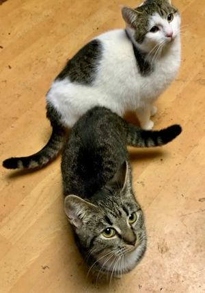 junge Katzen und Kater abzugeben Bild 3