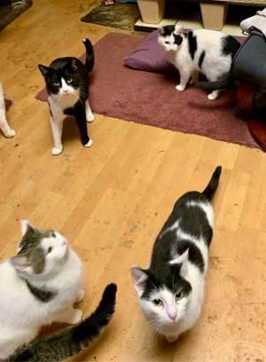 junge Katzen und Kater abzugeben Bild 2