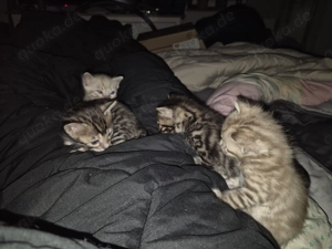 Reinrassige Bengalkätzchen 