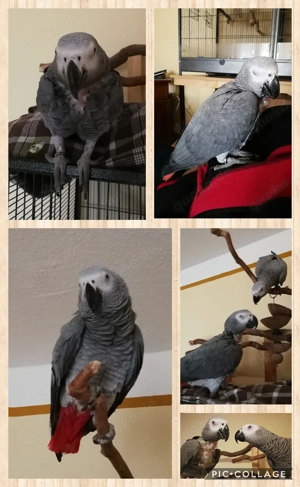 Schweren Herzens! Kongo Graupapagei-Pärchen (13059 Berlin) abzugeben; dringend!! 