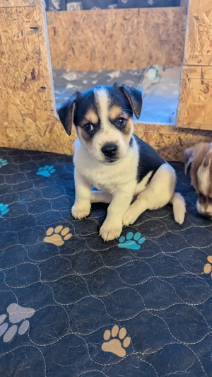 Jack Russell Mischlinge Welpen 