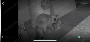 BKH Blue Point Mink DECKKATER Kein Verkauf!!!!!!!! Bild 7