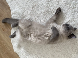 BKH Blue Point Mink DECKKATER Kein Verkauf!!!!!!!! Bild 8