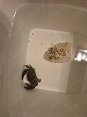 Meerwasser Krabbe