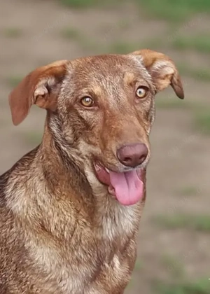 Liebe Snickers - wurde mit ihrem Bruder herzlos ausgesetzt
