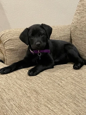 Wunderschöne Welpen zu verkaufen 