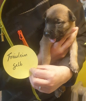 Malinois Welpen Belgischer Schäferhund
