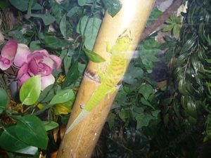 Großer Madagaskar Taggecko