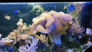 Weichkoralle xxl mit 2 clownfischen