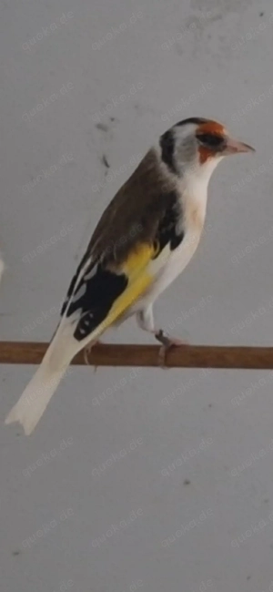 stieglitz sciarpato paar