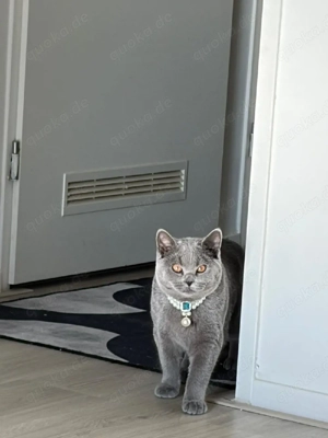 In Niederlande Britisch Kurzhaar Kater, 6 Monate, geimpft, sucht Zuhause