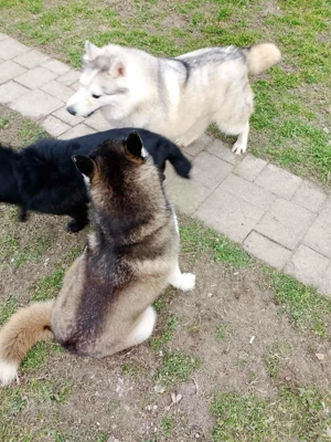 Heller Siberian Husky Rüde 3J KINDERLIEB Ausreise nach Adoption bundesweit möglich Bild 8