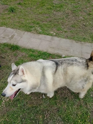 Heller Siberian Husky Rüde 3J KINDERLIEB Ausreise nach Adoption bundesweit möglich Bild 6
