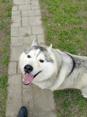 Heller Siberian Husky Rüde 3J KINDERLIEB Ausreise nach Adoption bundesweit möglich Bild 5