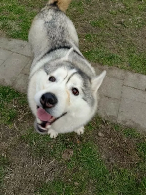 Heller Siberian Husky Rüde 3J KINDERLIEB Ausreise nach Adoption bundesweit möglich Bild 2