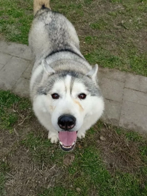 Heller Siberian Husky Rüde 3J KINDERLIEB Ausreise nach Adoption bundesweit möglich Bild 7