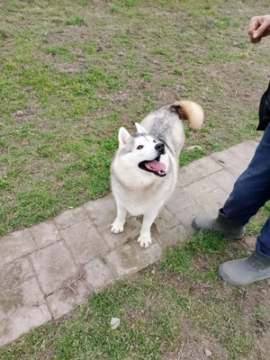 Heller Siberian Husky Rüde 3J KINDERLIEB Ausreise nach Adoption bundesweit möglich