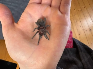 ewok (thrixopelma) cyaneolum red vogelspinnen