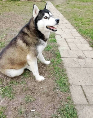 Alaskan Malamute Hündin KINDERLIEB  2J Ausreise nach Adoption bundesweit möglich