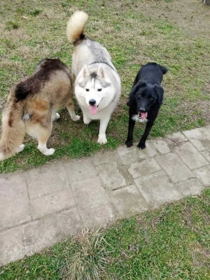 Heller Siberian Husky Rüde 3J KINDERLIEB Ausreise nach Adoption bundesweit möglich Bild 4