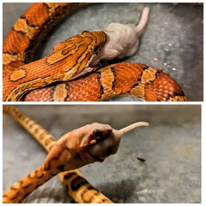 2 Kornnattern abzugeben 