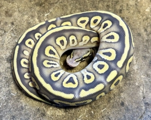 0,2 Königspython GHI Super Pastel Mojave Ghost